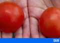 10억명이 부족한 비타민D…유전자 편집 토마토로 보충할까