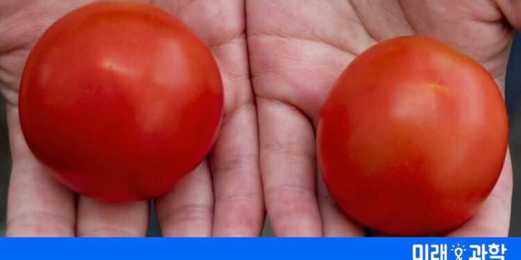 10억명이 부족한 비타민D…유전자 편집 토마토로 보충할까