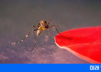 어쩐지 빨간옷 입었더니 모기에 잘 물렸어…녹색옷 찾아봐