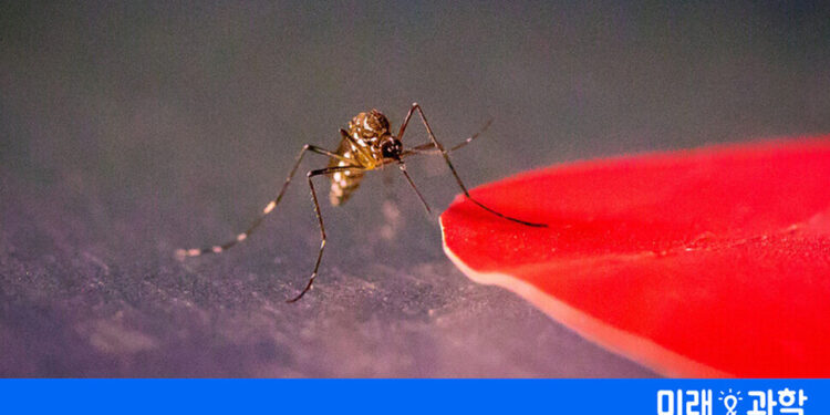 어쩐지 빨간옷 입었더니 모기에 잘 물렸어…녹색옷 찾아봐