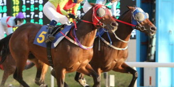 단거리 최강馬 ‘어마어마’ 국제신문배 우승 : 국제신문