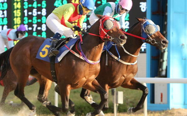 단거리 최강馬 ‘어마어마’ 국제신문배 우승 : 국제신문