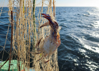 지중해 수온 급격 상승…생태계 변화에 아프리카 어민들 울상