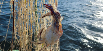 지중해 수온 급격 상승…생태계 변화에 아프리카 어민들 울상