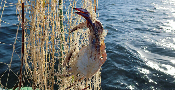 지중해 수온 급격 상승…생태계 변화에 아프리카 어민들 울상