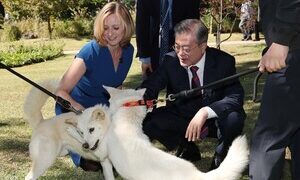 풍산개 논란에 동물단체 “文 생명감수성 가식이었나”
