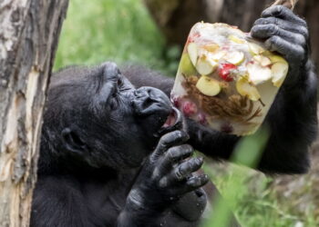스웨덴, 동물원 탈출 침팬지 사살…“마취해 생포했어야” 논란