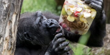 스웨덴, 동물원 탈출 침팬지 사살…“마취해 생포했어야” 논란