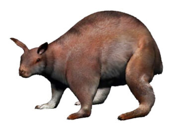 [생활 속의 자연과학] 누라라구스 렉스