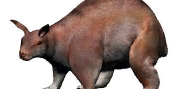 [생활 속의 자연과학] 누라라구스 렉스