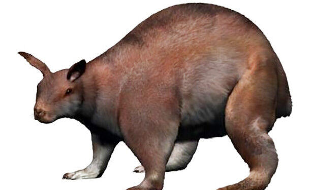 [생활 속의 자연과학] 누라라구스 렉스