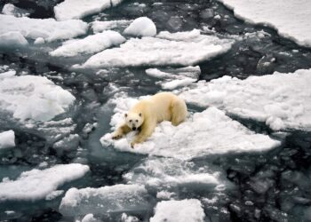 건조한 북극에 세찬 비가 55분 내렸다…온난화 또 경고