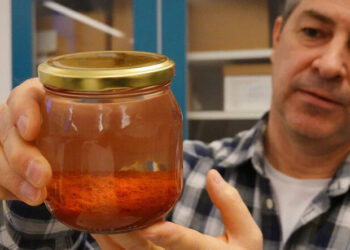 500년 전 왕실 난파선 속 사프란·후추, 먹을 수 있을까?