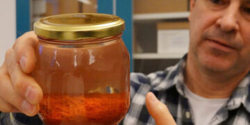 500년 전 왕실 난파선 속 사프란·후추, 먹을 수 있을까?