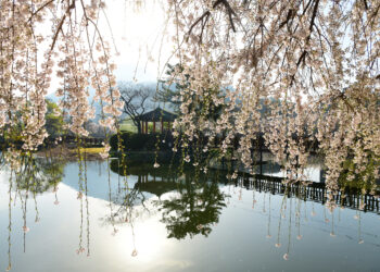 봄빛 아래 꽃비… 흐드러지다, 그날의 우리