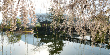 봄빛 아래 꽃비… 흐드러지다, 그날의 우리