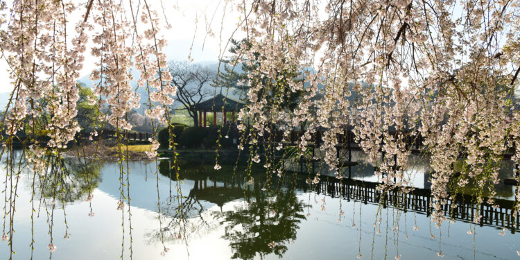 봄빛 아래 꽃비… 흐드러지다, 그날의 우리