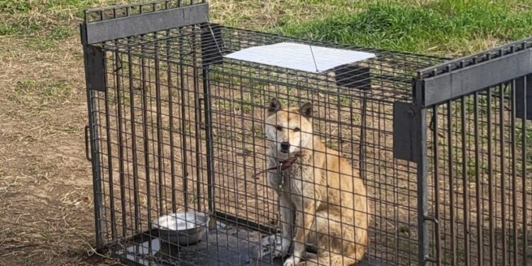 송아지 습격한 들개떼… 고사리철 들개 슬기롭게 대처하는 법