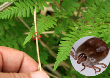 밭일하던 88세 할머니 숨졌다…치료제 없고 치사율 높은 ‘살인진드기’ 뭐길래