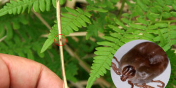 밭일하던 88세 할머니 숨졌다…치료제 없고 치사율 높은 ‘살인진드기’ 뭐길래