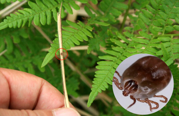 밭일하던 88세 할머니 숨졌다…치료제 없고 치사율 높은 ‘살인진드기’ 뭐길래