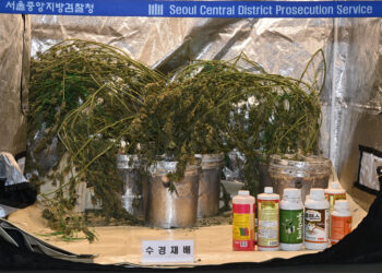 임신한 아내 옆에서 대마 재배…“인터넷 보고 배워”