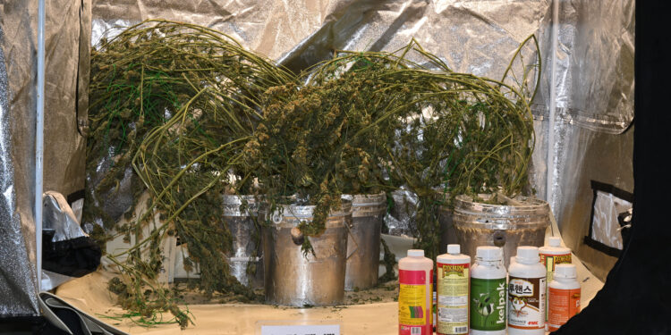 임신한 아내 옆에서 대마 재배…“인터넷 보고 배워”