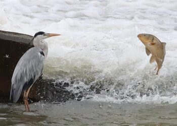 [포토] 왜가리와 잉어 ‘짧은 만남’