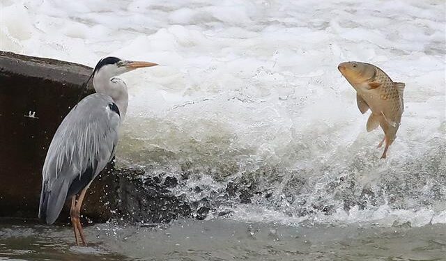 [포토] 왜가리와 잉어 ‘짧은 만남’