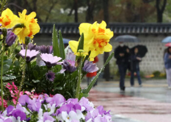 [포토] 가뭄에 내린 ‘단비’ | 서울신문