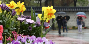 [포토] 가뭄에 내린 ‘단비’ | 서울신문