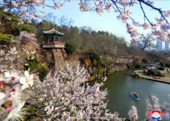 [포토] 평양의 봄