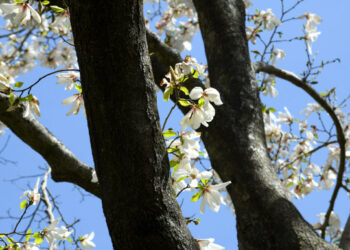 [포토] ‘국내 최고령’ 한라산 목련