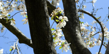 [포토] ‘국내 최고령’ 한라산 목련