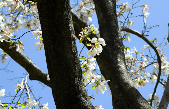 [포토] ‘국내 최고령’ 한라산 목련