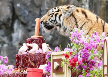 [포토] 시베리아 호랑이 삼둥이의 특별한 돌잔치