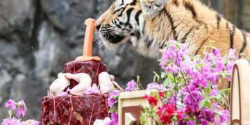 [포토] 시베리아 호랑이 삼둥이의 특별한 돌잔치