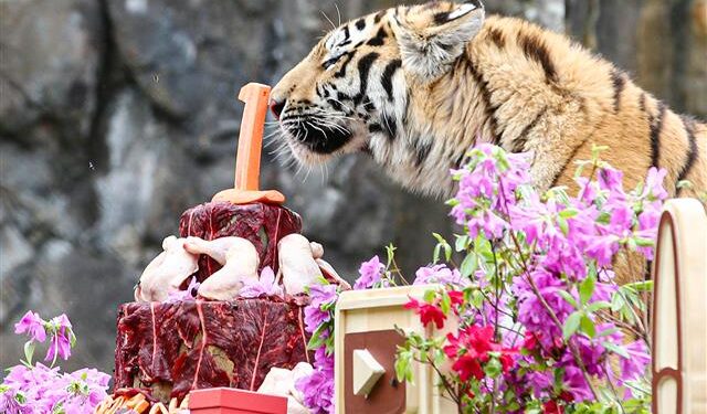 [포토] 시베리아 호랑이 삼둥이의 특별한 돌잔치