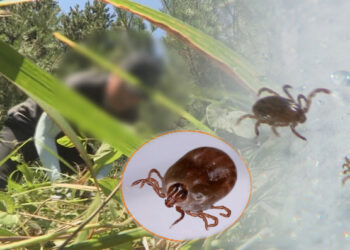 [속보] “치료제·백신 없다”…‘살인 진드기’ 환자 발생