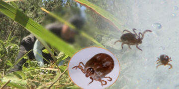 [속보] “치료제·백신 없다”…‘살인 진드기’ 환자 발생