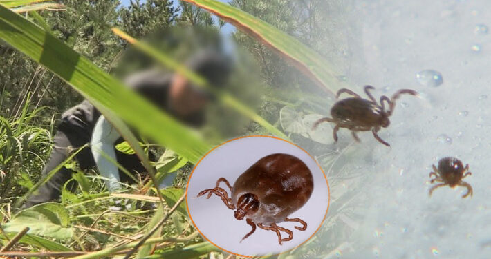 [속보] “치료제·백신 없다”…‘살인 진드기’ 환자 발생