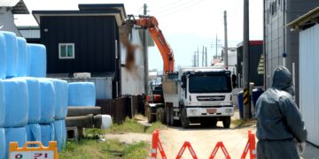 4년 만에 청주 한우 농가 3곳 구제역, 청정국 노력 허사… 할랄 수출도 차질