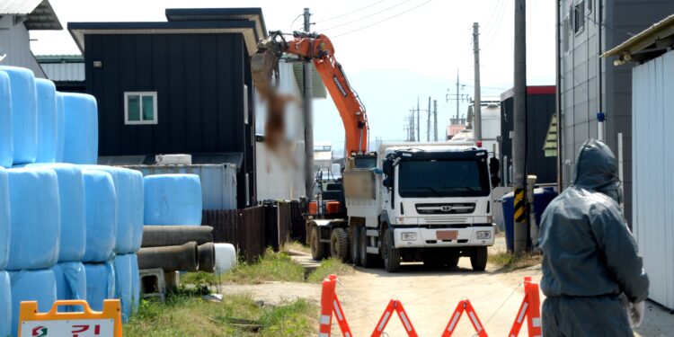 4년 만에 청주 한우 농가 3곳 구제역, 청정국 노력 허사… 할랄 수출도 차질