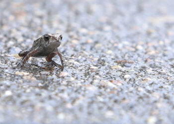 [포착] 새끼 두꺼비 수만 마리 대이동 시작