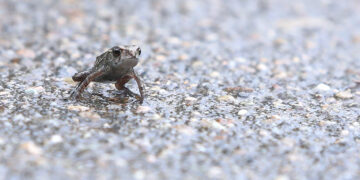[포착] 새끼 두꺼비 수만 마리 대이동 시작
