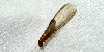 강남서 발견된 그 벌레…건물 붕괴시키는 ‘흰개미’였다