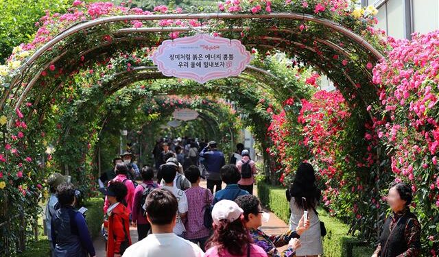 [포토] 천만송이 장미 대향연