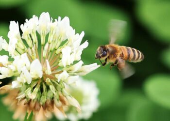 [포토] 분주한 꿀벌