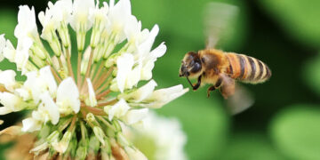 [포토] 분주한 꿀벌
