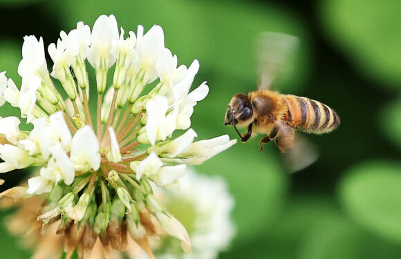 [포토] 분주한 꿀벌